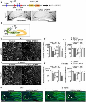 Selective Inactivation of Fibroblast Growth Factor 22 (FGF22) in CA3 Pyramidal Neurons Impairs Local Synaptogenesis and Affective Behavior Without Affecting Dentate Neurogenesis